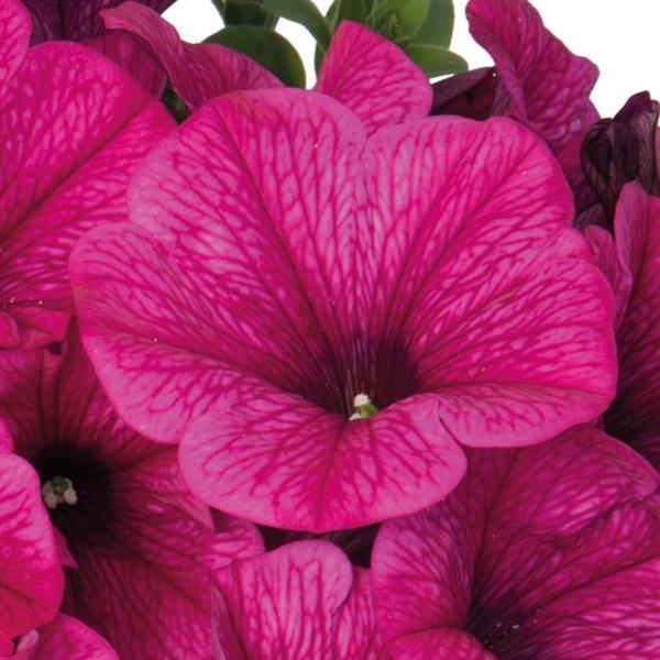 Sweetunia Rose Gem Petunia - Bloom