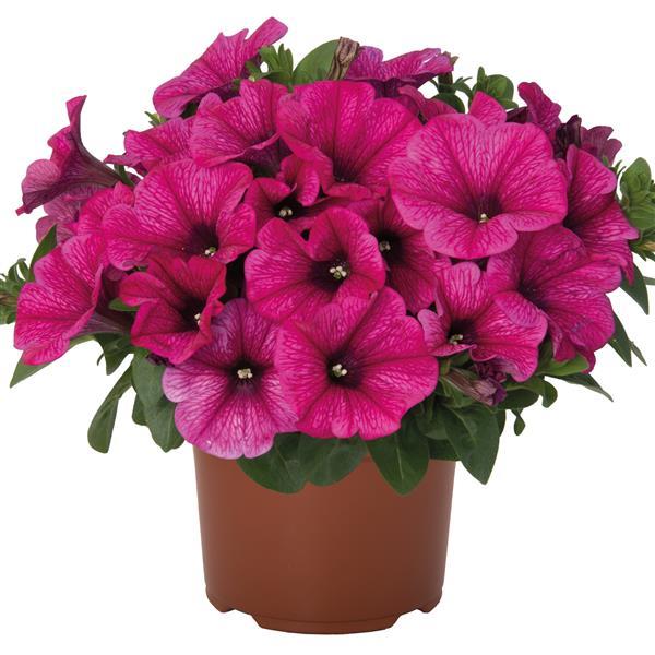 Sweetunia Rose Gem Petunia - Container