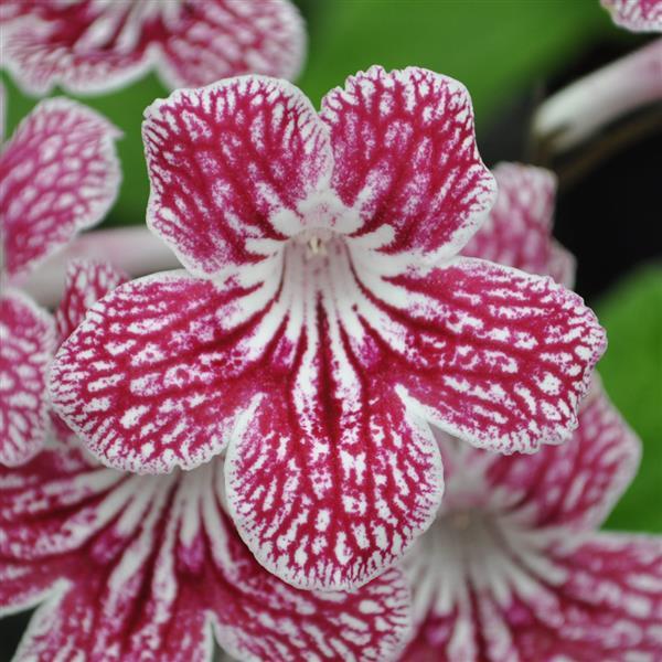 Ladyslippers Cherry Ice Streptocarpus - Bloom