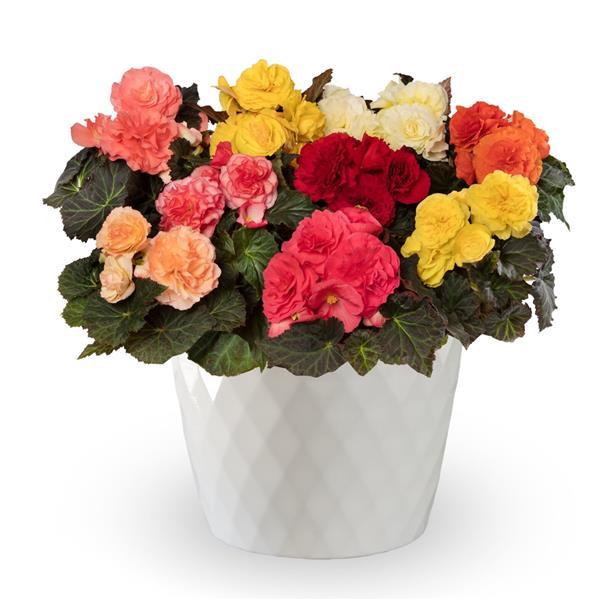 Limitless Mix Tuberous Begonia - Container