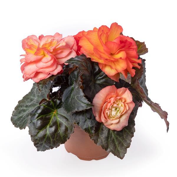 Limitless Sunrise Tuberous Begonia - Container