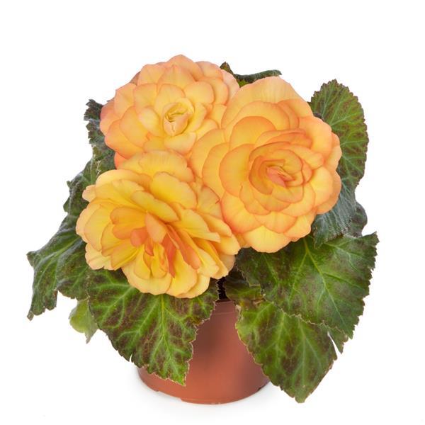 Limitless Sunset Tuberous Begonia - Container
