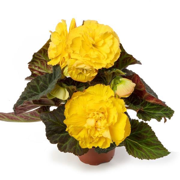 Limitless Yellow Tuberous Begonia - Container