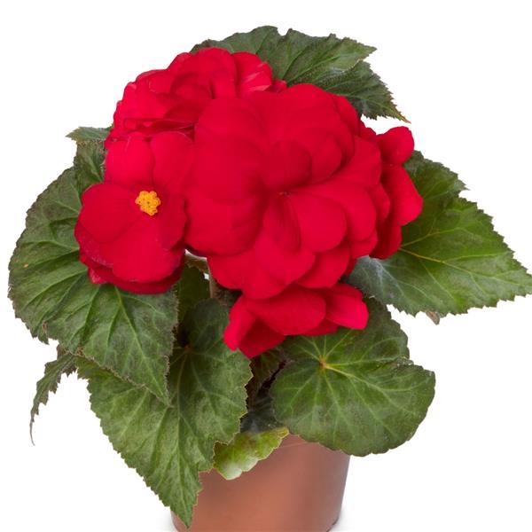 Limitless Dark Red Tuberous Begonia - Container