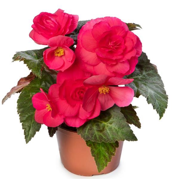 Limitless Dark Rose Tuberous Begonia - Container