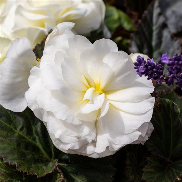 Limitless Cream Shades Tuberous Begonia - Bloom