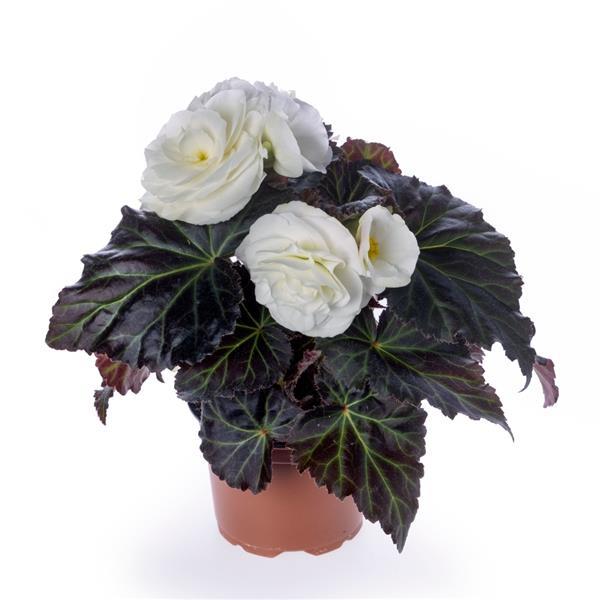 Limitless Cream Shades Tuberous Begonia - Container