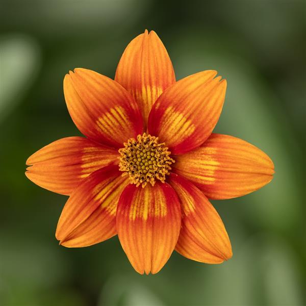 Brazen Glowing Sky Bidens - Bloom