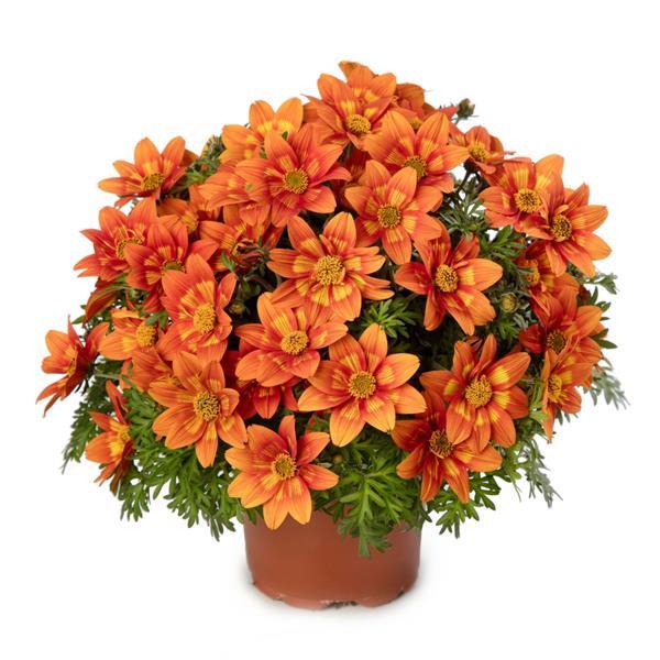 Brazen Glowing Sky Bidens - Container