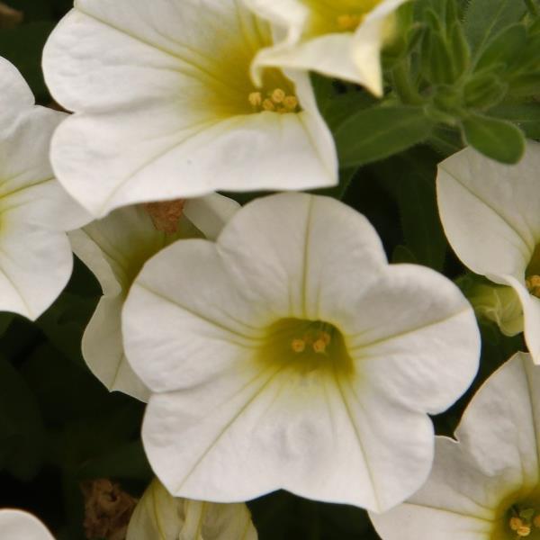 Bloomtastic White Calibrachoa - Bloom