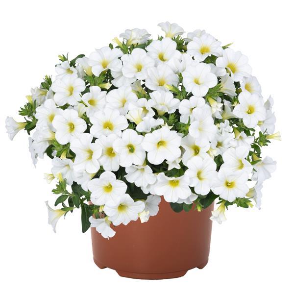 Bloomtastic White Calibrachoa - Container