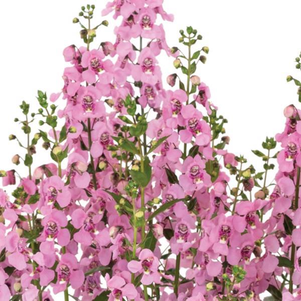 Aria Alta Pink Bicolor Angelonia - Bloom