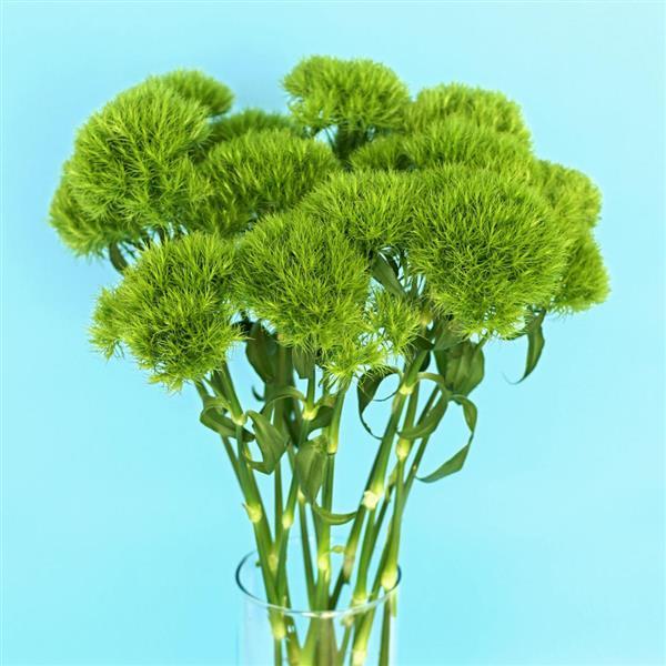 green trick carnation