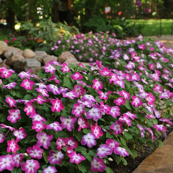 Expo™ Violet Star Impatiens