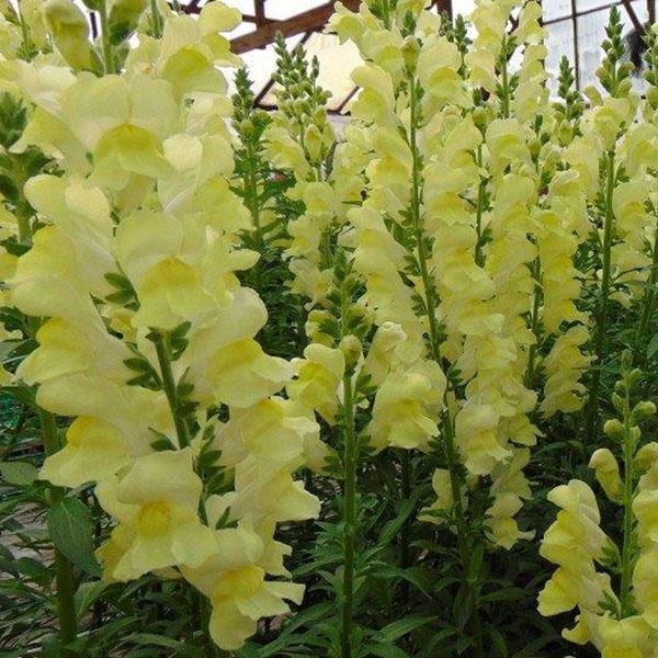 Rocket Lemon Snapdragon