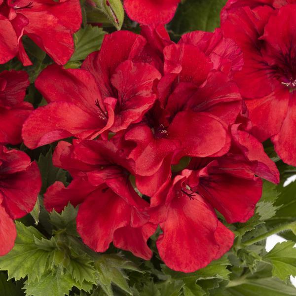 Aristo Bright Red Regal Geranium - Bloom