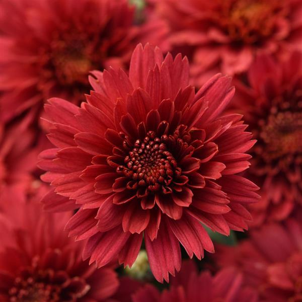 Flamingo Cranberry Red Garden Mum - Bloom