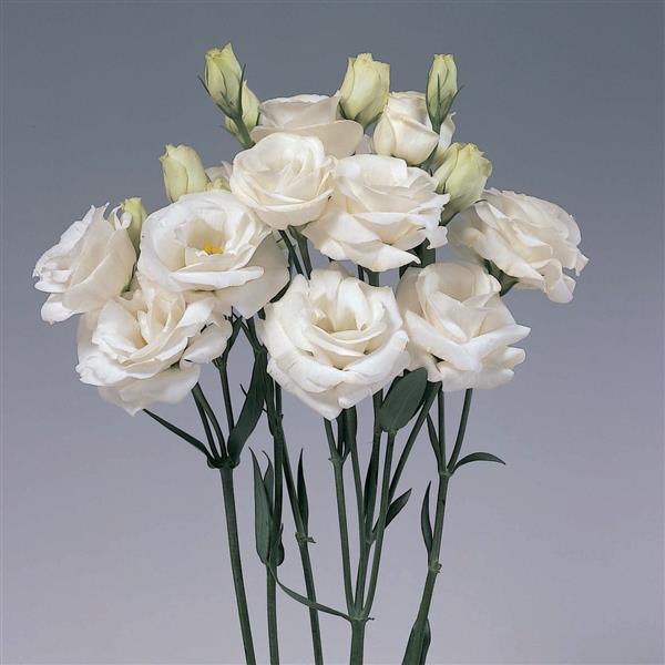 Rosita 1 White Cut Flower Lisianthus - Bloom