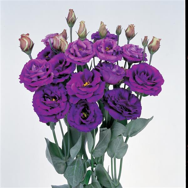 Rosita 2 Purple Cut Flower Lisianthus - Bloom