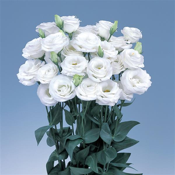 Rosita 2 White Cut Flower Lisianthus - Bloom