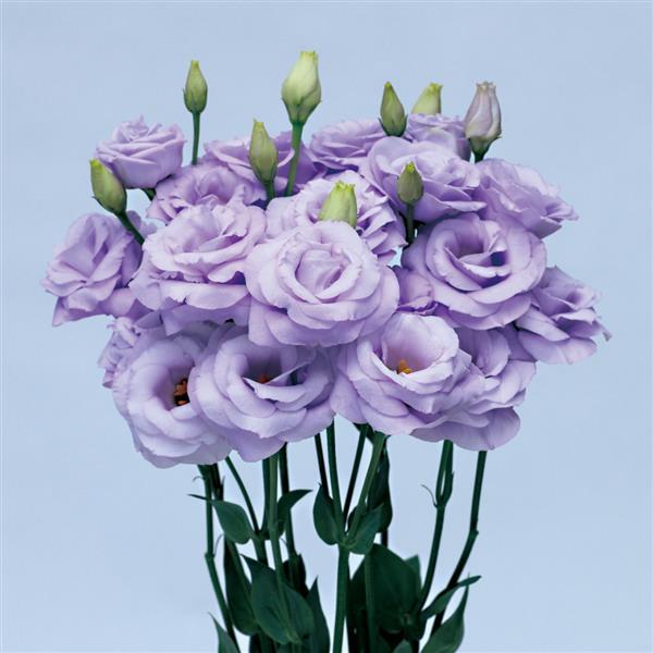 Rosita 3 Lavender Cut Flower Lisianthus - Bloom