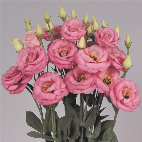 Rosita 3 Pink Cut Flower Lisianthus - Bloom