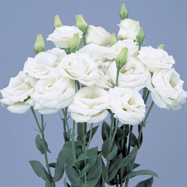 Rosita 3 Pure White Cut Flower Lisianthus - Bloom