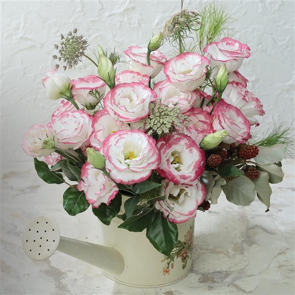 Rosita 3 Pink Picotee Cut Flower Lisianthus - Container