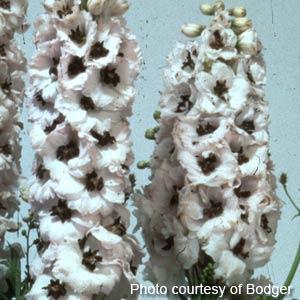 Delphinium Magic Fountains White Dark Bee - Bloom
