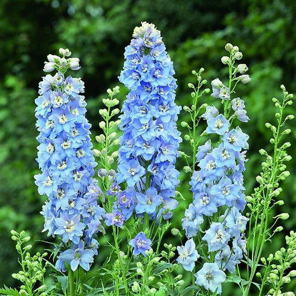 Delphinium Magic Fountains Sky Blue White Bee - Garden