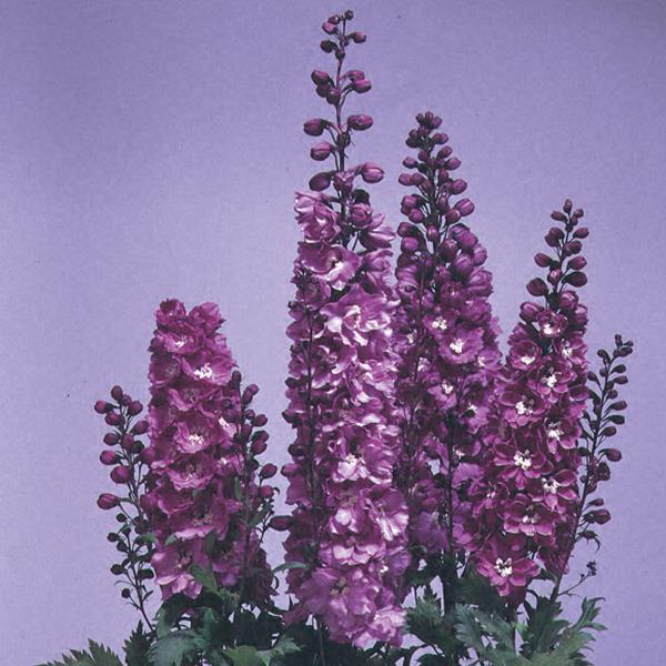 Delphinium Magic Fountains Lilac Pink White Bee - Bloom