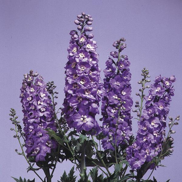 Delphinium Magic Fountains Lavender White Bee - Bloom