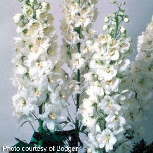 Delphinium Magic Fountains Pure White - Bloom