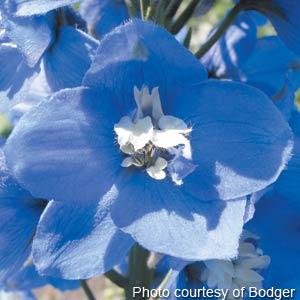 Delphinium Magic Fountains Mid Blue White Bee - Bloom