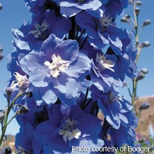 Delphinium Magic Fountains Mid Blue White Bee - Garden