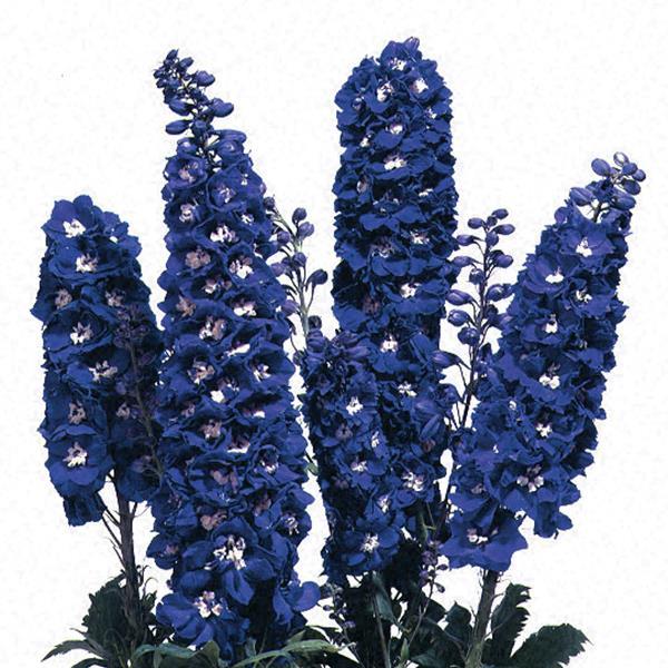 Delphinium Magic Fountains Dark Blue White Bee - Bloom