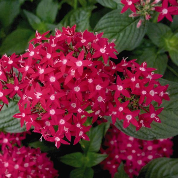 Kaleidoscope Deep Rose Pentas