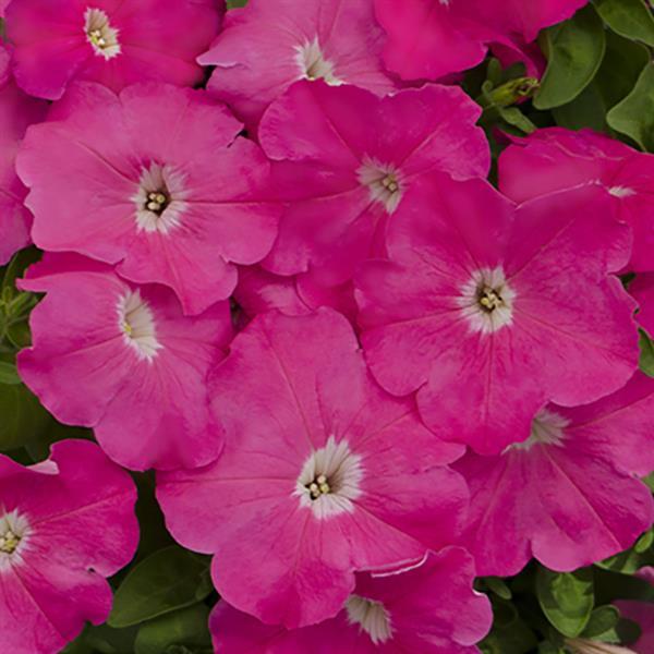 Mambo GP Pink Petunia