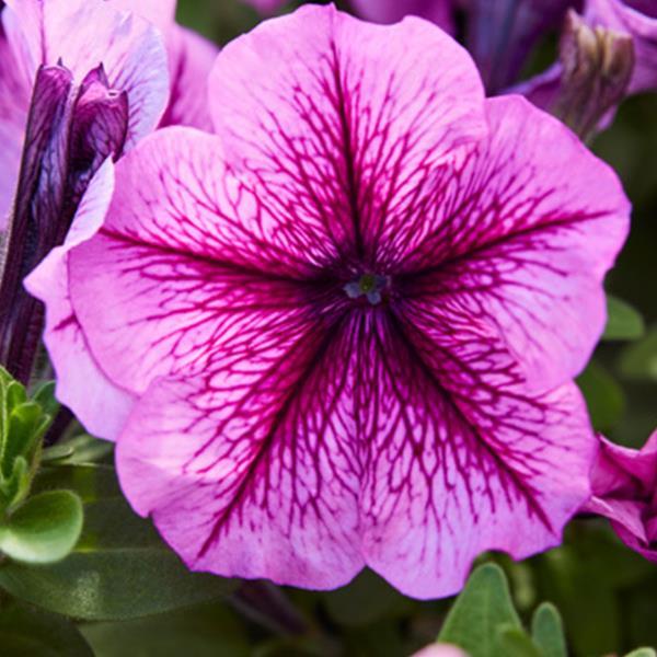 Mambo GP Orchid Vein Petunia