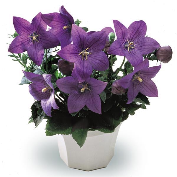 Platycodon Astra Blue - Container