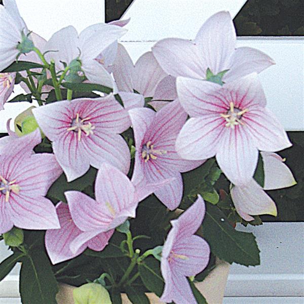 Platycodon Astra Pink - Bloom