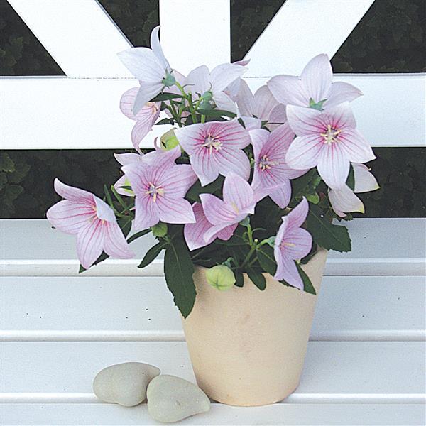 Platycodon Astra Pink - Container