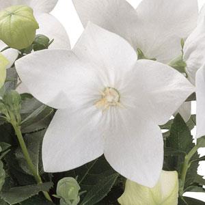 Platycodon Astra White - Bloom