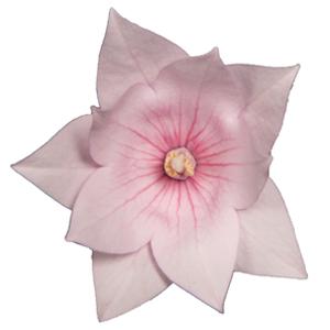 Platycodon Astra Semi Double Pink - Bloom