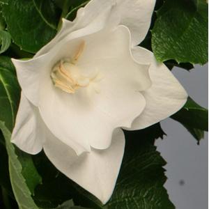 Platycodon Astra Semi Double White - Bloom
