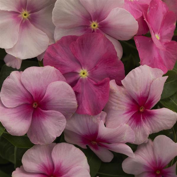 Vitalia Sweetheart Mix Vinca