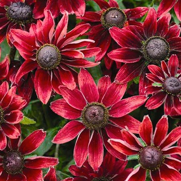 Cherry Brandy Rudbeckia