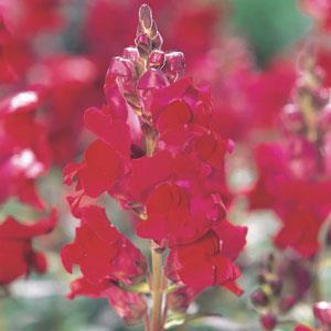 Speedy Sonnet Crimson Snapdragon - Bloom