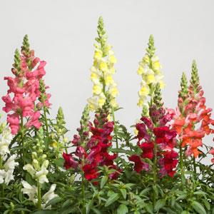 Speedy Sonnet Mix Snapdragon - Bloom