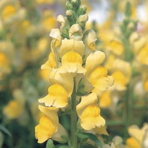 Speedy Sonnet Yellow Snapdragon - Bloom